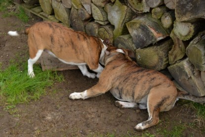 Continental Bulldogs Seeblickbulls Bilderalbum - Fürst Attila zu Besuch