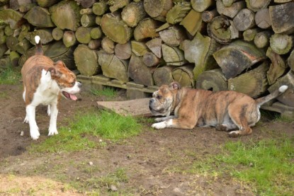 Continental Bulldogs Seeblickbulls Bilderalbum - Fürst Attila zu Besuch