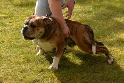 Continental Bulldogs Seeblickbulls Bilderalbum - Fürst Attila zu Besuch