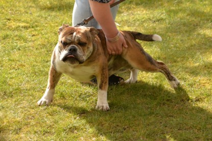 Continental Bulldogs Seeblickbulls Bilderalbum - Fürst Attila zu Besuch