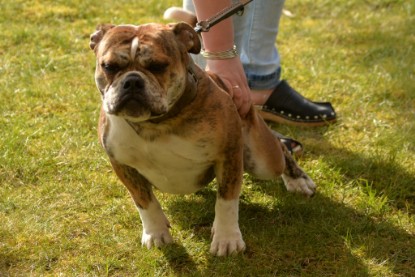 Continental Bulldogs Seeblickbulls Bilderalbum - Fürst Attila zu Besuch