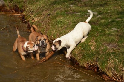 Continental Bulldogs Seeblickbulls Bilderalbum - am See