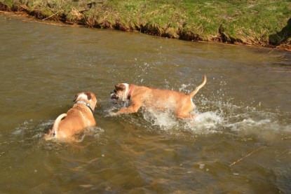 Continental Bulldogs Seeblickbulls Bilderalbum - am See