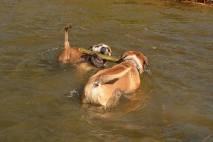 Continental Bulldogs Seeblickbulls Bilderalbum - am See