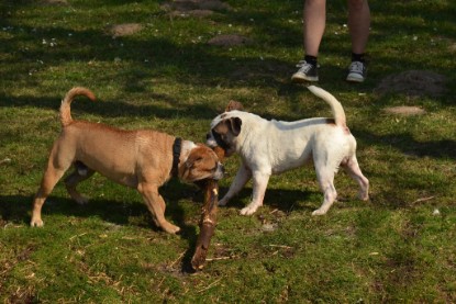 Continental Bulldogs Seeblickbulls Bilderalbum - am See