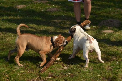 Continental Bulldogs Seeblickbulls Bilderalbum - am See