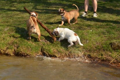 Continental Bulldogs Seeblickbulls Bilderalbum - am See