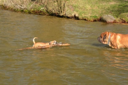 Continental Bulldogs Seeblickbulls Bilderalbum - am See