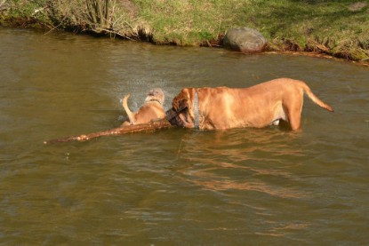 Continental Bulldogs Seeblickbulls Bilderalbum - am See