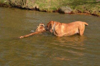 Continental Bulldogs Seeblickbulls Bilderalbum - am See