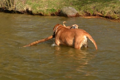 Continental Bulldogs Seeblickbulls Bilderalbum - am See