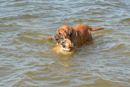 Continental Bulldogs Seeblickbulls Bilderalbum - am See