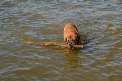 Continental Bulldogs Seeblickbulls Bilderalbum - am See