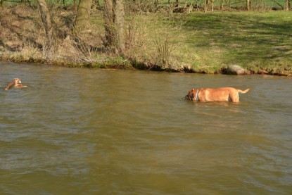 Continental Bulldogs Seeblickbulls Bilderalbum - am See