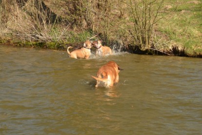 Continental Bulldogs Seeblickbulls Bilderalbum - am See