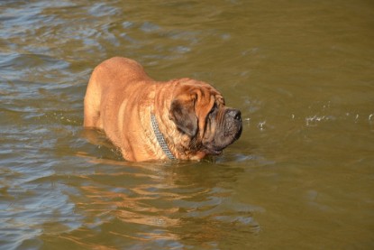 Continental Bulldogs Seeblickbulls Bilderalbum - am See