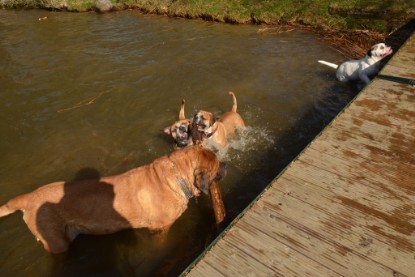 Continental Bulldogs Seeblickbulls Bilderalbum - am See