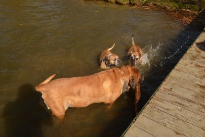 Continental Bulldogs Seeblickbulls Bilderalbum - am See