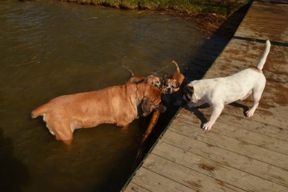 Continental Bulldogs Seeblickbulls Bilderalbum - am See