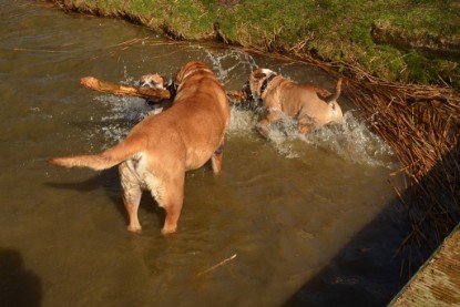 Continental Bulldogs Seeblickbulls Bilderalbum - am See