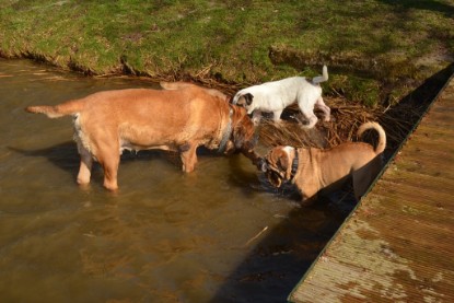 Continental Bulldogs Seeblickbulls Bilderalbum - am See