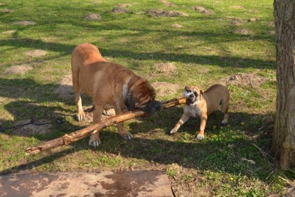 Continental Bulldogs Seeblickbulls Bilderalbum - am See