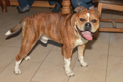 Continental Bulldogs Seeblickbulls Bilderalbum - First Milow zu Besuch