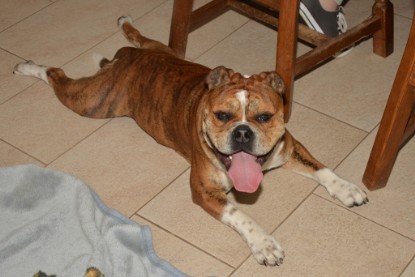 Continental Bulldogs Seeblickbulls Bilderalbum - First Milow zu Besuch