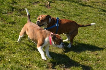 Continental Bulldogs Seeblickbulls Bilderalbum - First Milow zu Besuch