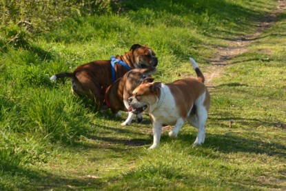 Continental Bulldogs Seeblickbulls Bilderalbum - First Milow zu Besuch