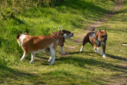 Continental Bulldogs Seeblickbulls Bilderalbum - First Milow zu Besuch