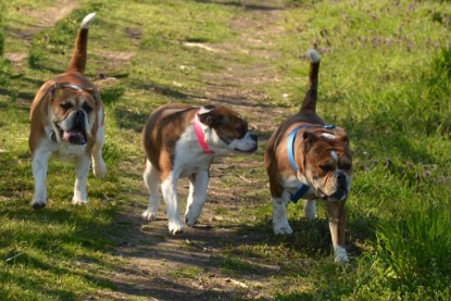 Continental Bulldogs Seeblickbulls Bilderalbum - First Milow zu Besuch