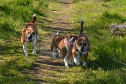 Continental Bulldogs Seeblickbulls Bilderalbum - First Milow zu Besuch