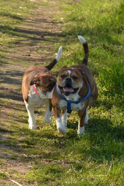 Continental Bulldogs Seeblickbulls Bilderalbum - First Milow zu Besuch