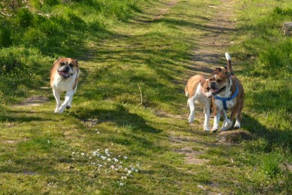 Continental Bulldogs Seeblickbulls Bilderalbum - First Milow zu Besuch