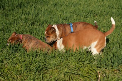 Continental Bulldogs Seeblickbulls Bilderalbum - First Milow zu Besuch