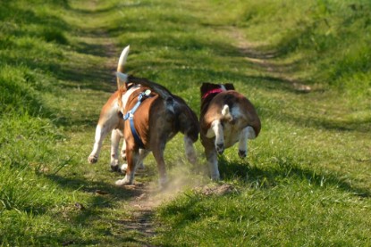 Continental Bulldogs Seeblickbulls Bilderalbum - First Milow zu Besuch