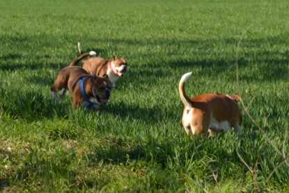 Continental Bulldogs Seeblickbulls Bilderalbum - First Milow zu Besuch