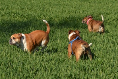 Continental Bulldogs Seeblickbulls Bilderalbum - First Milow zu Besuch