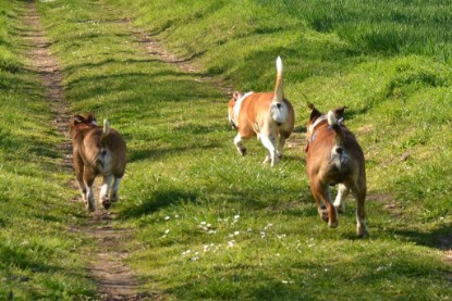 Continental Bulldogs Seeblickbulls Bilderalbum - First Milow zu Besuch