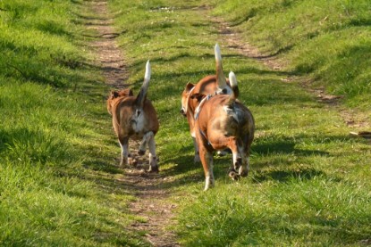 Continental Bulldogs Seeblickbulls Bilderalbum - First Milow zu Besuch