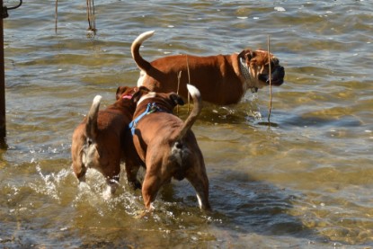 Continental Bulldogs Seeblickbulls Bilderalbum - First Milow zu Besuch