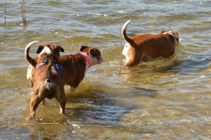 Continental Bulldogs Seeblickbulls Bilderalbum - First Milow zu Besuch