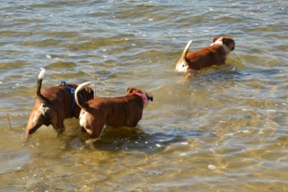 Continental Bulldogs Seeblickbulls Bilderalbum - First Milow zu Besuch