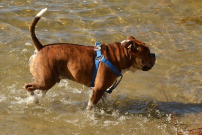 Continental Bulldogs Seeblickbulls Bilderalbum - First Milow zu Besuch