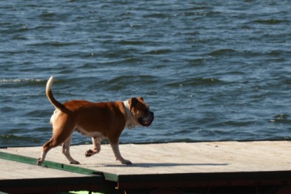 Continental Bulldogs Seeblickbulls Bilderalbum - First Milow zu Besuch