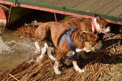 Continental Bulldogs Seeblickbulls Bilderalbum - First Milow zu Besuch