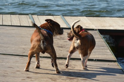 Continental Bulldogs Seeblickbulls Bilderalbum - First Milow zu Besuch