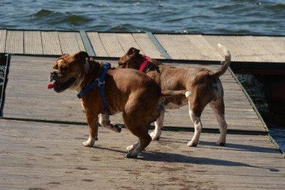 Continental Bulldogs Seeblickbulls Bilderalbum - First Milow zu Besuch