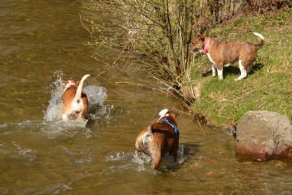 Continental Bulldogs Seeblickbulls Bilderalbum - First Milow zu Besuch